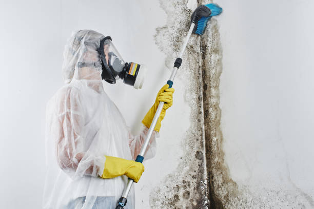 Best Local Mold Removal Service  in Laymantown, VA