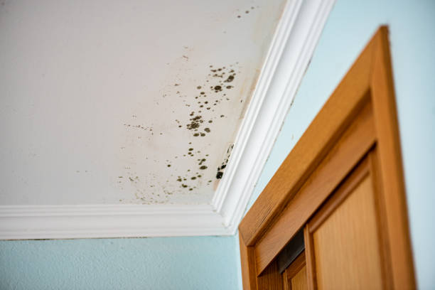 Best Mold Removal Company Near Me  in Laymantown, VA