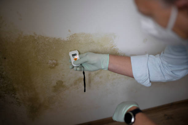 Best Residential Mold Removal  in Laymantown, VA