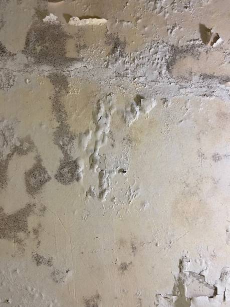 Best Residential Mold Removal  in Laymantown, VA
