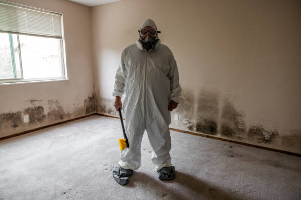 Best Same-Day Mold Removal  in Laymantown, VA