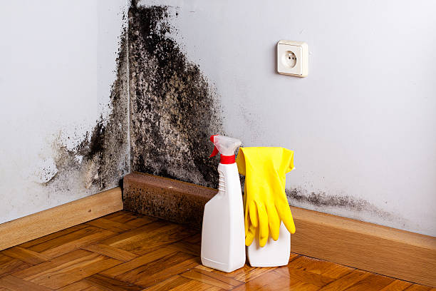 Best Mold Cleaning Services  in Laymantown, VA