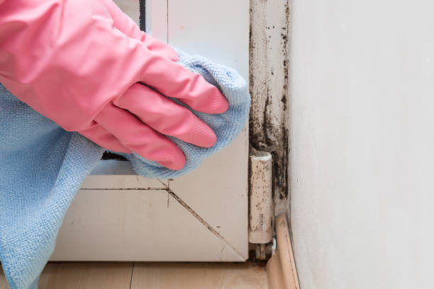 Best Attic Mold Removal  in Laymantown, VA